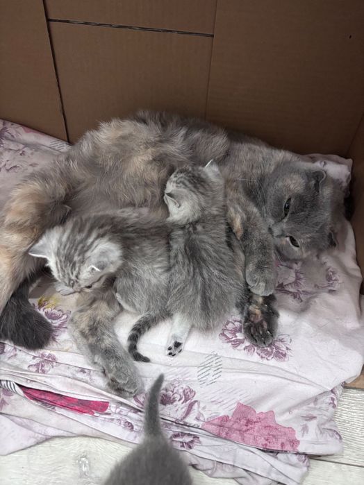 Котята шотландской вислоухой