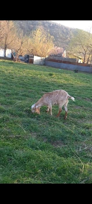 Битал шыбыш сатылады