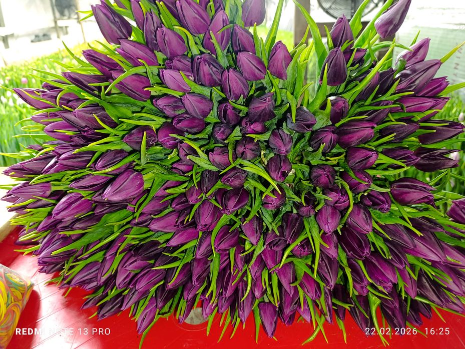 Продам свежесрезанные тюльпаны.