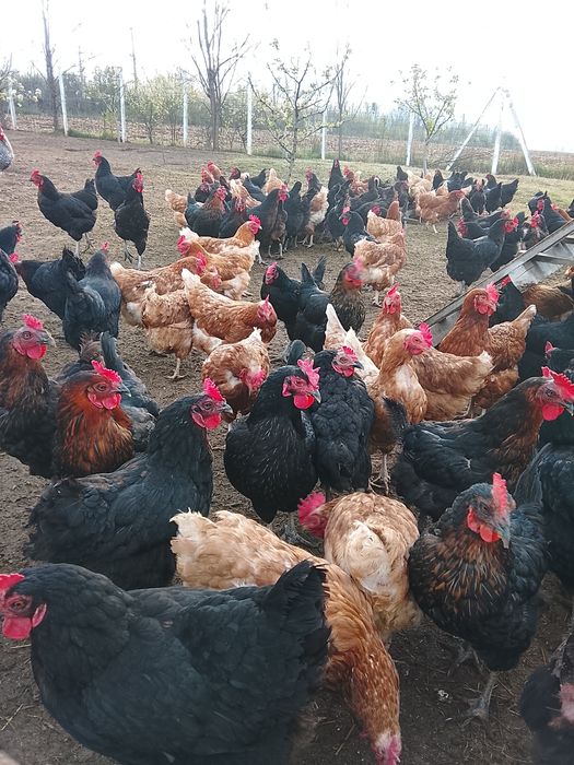 Găini de vânzare Negru de Moravia  și Lohman Brown