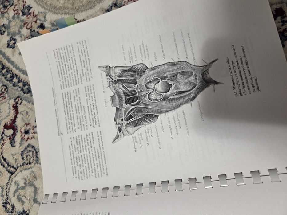 Анатомия Синельникова