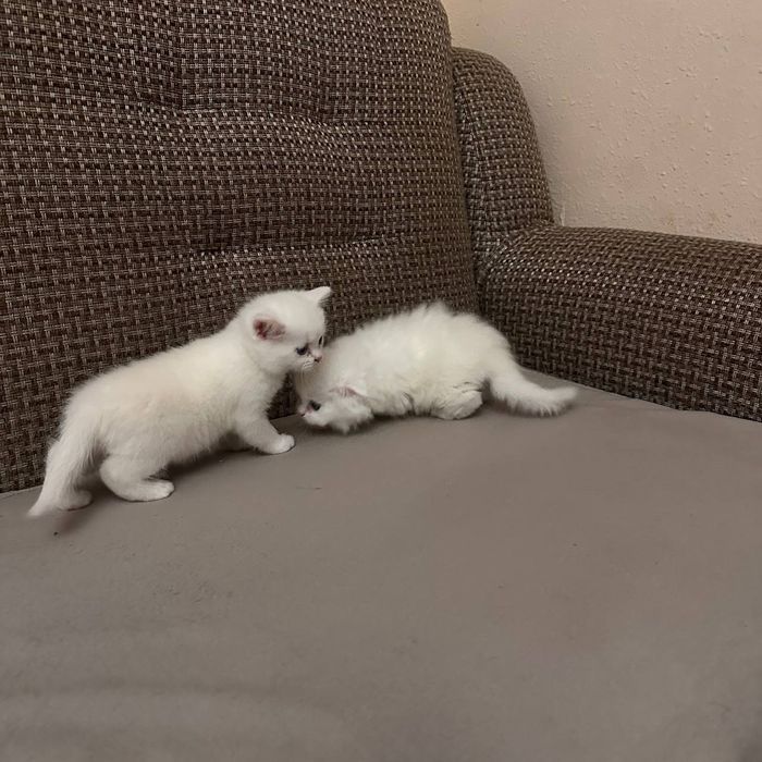Вислоухие котята