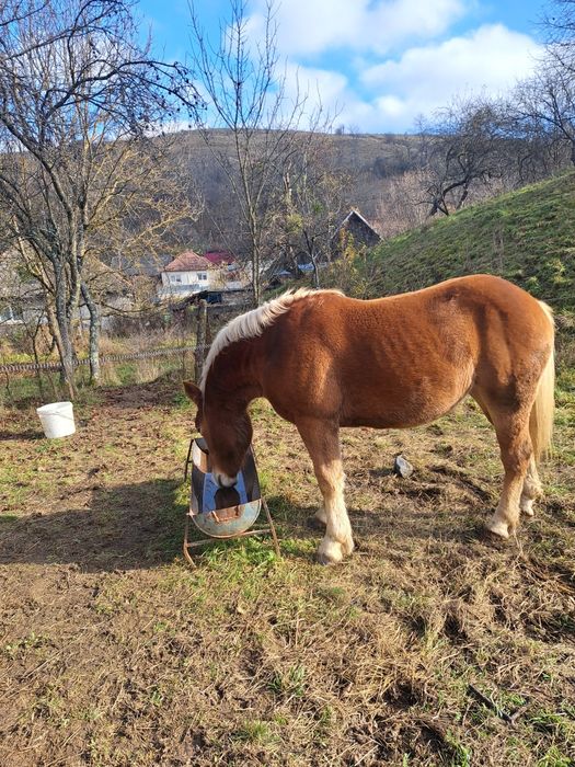 Vând Manză de 1 an și 6 luni