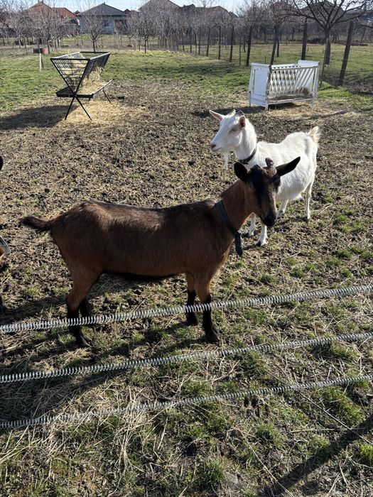 Vand 2 capre si o iada toate 3 gestante