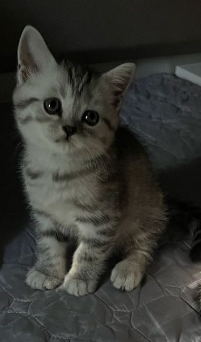 Шотландский котенок.
