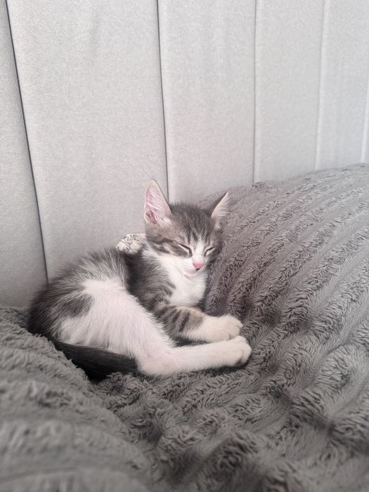 Котенок в добрые руки
