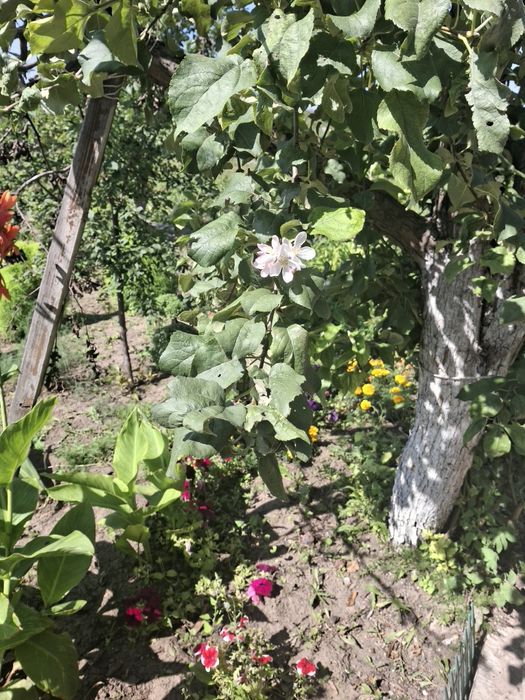 Продам дачу ск локомотивное 10