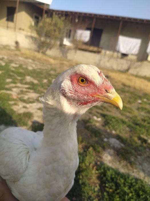 Куланги оппок макиён сотилади