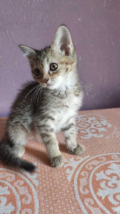 отдам котят в добрые руки