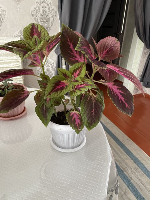 Продается цветы домашние