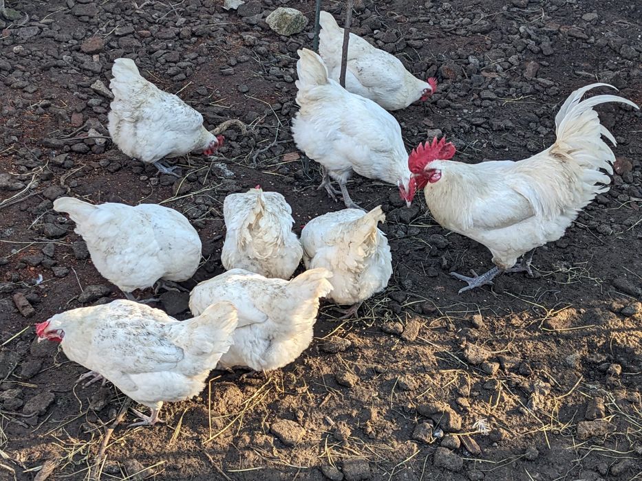 Gaini sau cocos la bresse