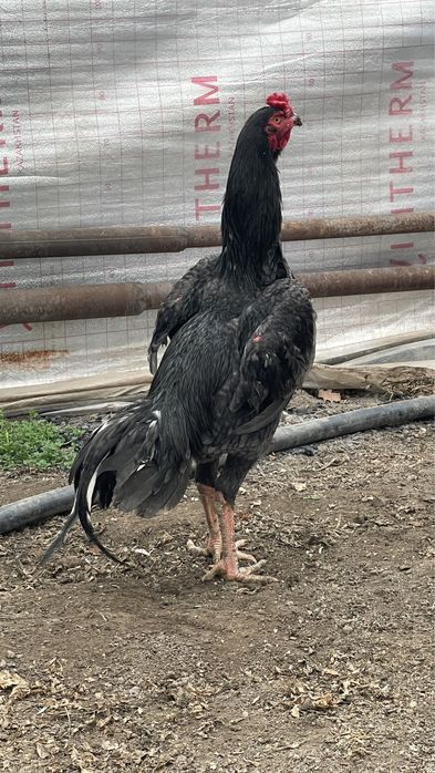 Дакана Шамо Кореец