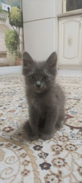 Котята,котята,котята