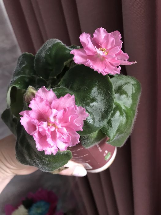 Продам фиалку