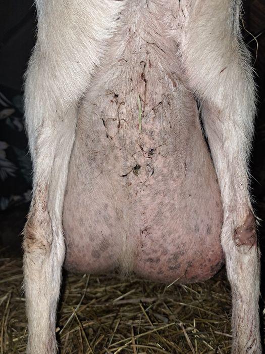 Vand   capra sannen foarte bună de lapte