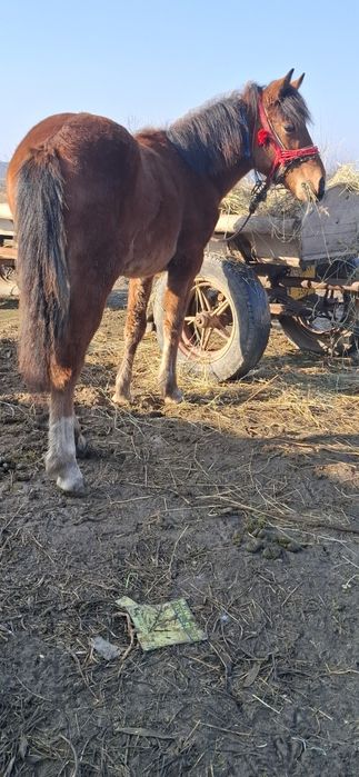 Dw vanzare manzuc de 6 luni din parinti buni