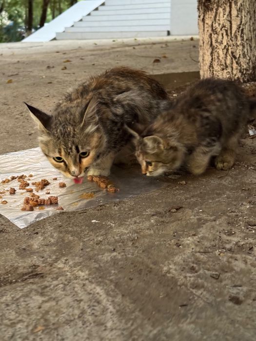 Котенок в добрые руки