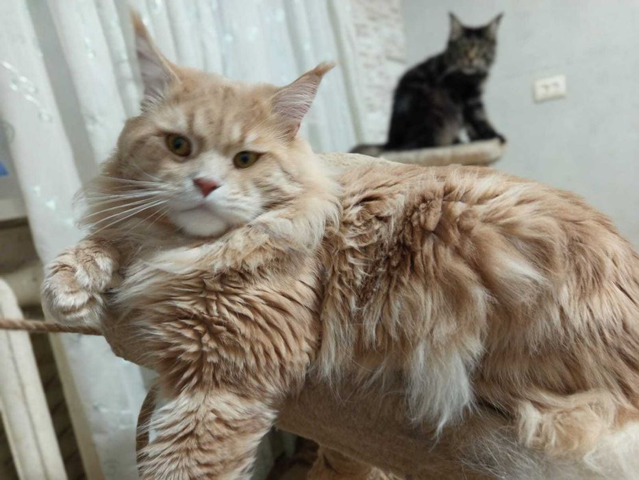 Pisica Maine Coon provenienta felisa autorizata