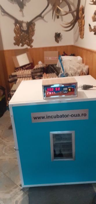 OUĂ DISPONIBILE - mai multe rase