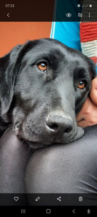 Labrador лабрадор 1.5 месячный  продается