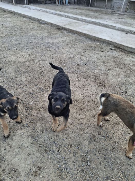 Даром в хорошие руки