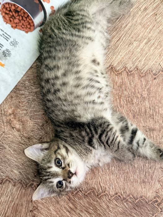 Котенок от крысоловки