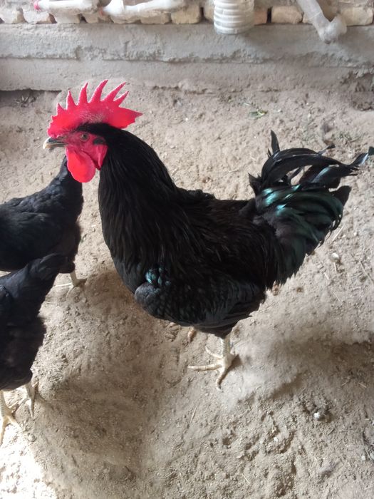 Gigant Qora shaxzoda tuxumlari sotiladi