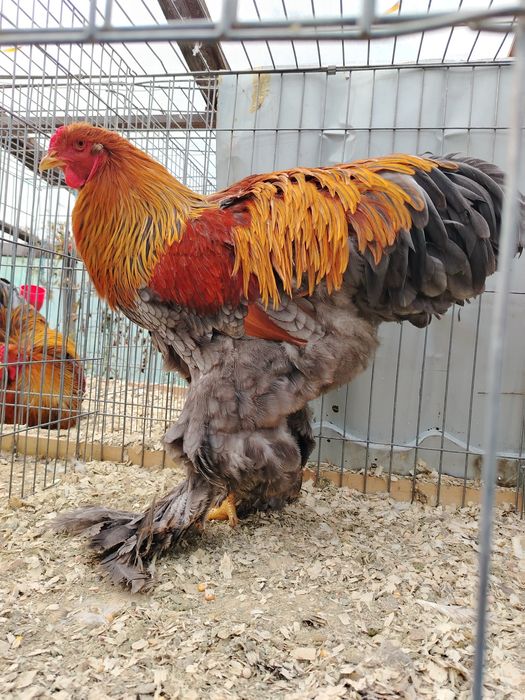 Cocosi Brahma diferite varietati