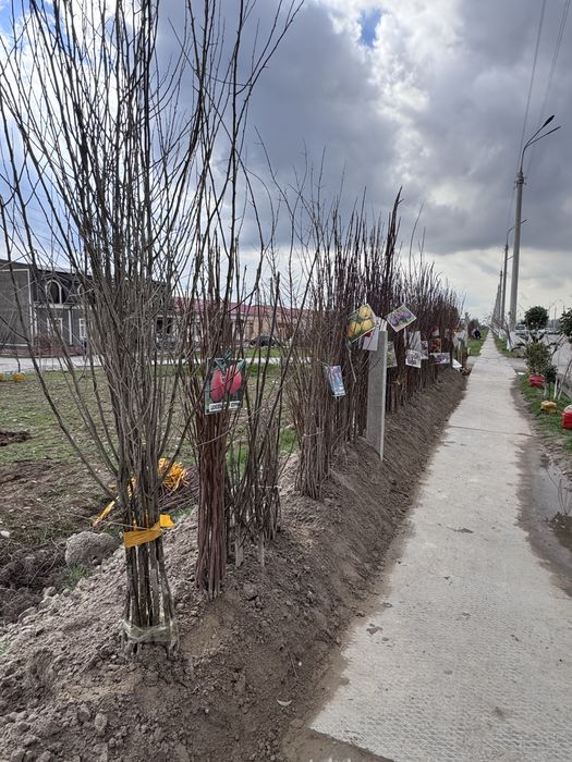 Декаратив Гуллар ва Мева Кучатлари
