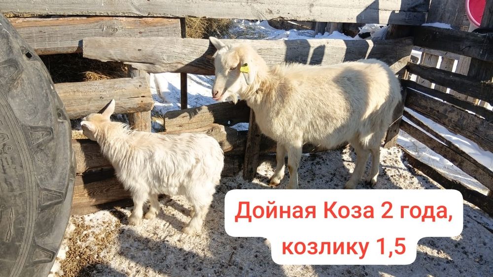 Козы козочки и козленок продажа