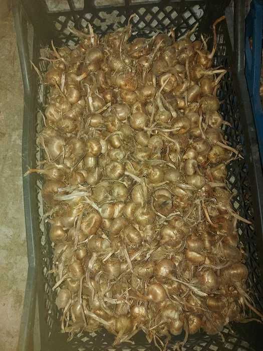 85 Lei/kg Bulbi de Sofran Crocus Sativus din luna Mai Transport inclus