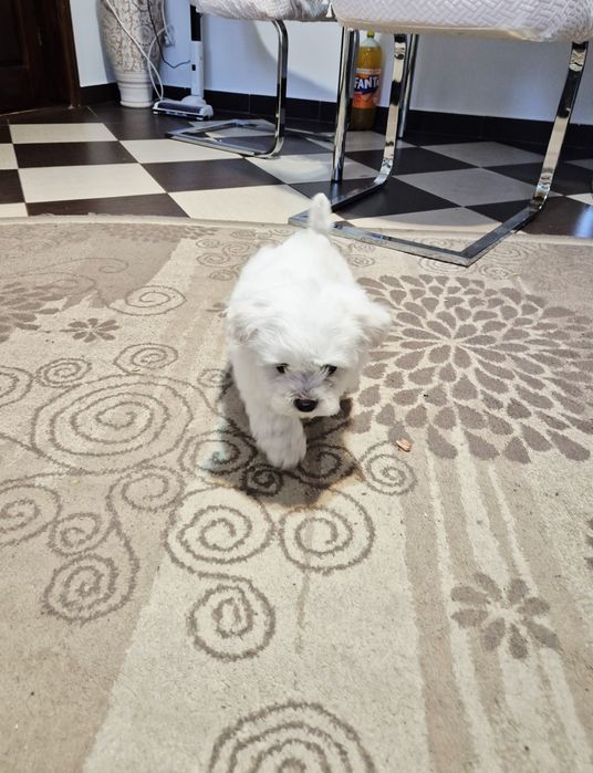 Bichon maltez toy