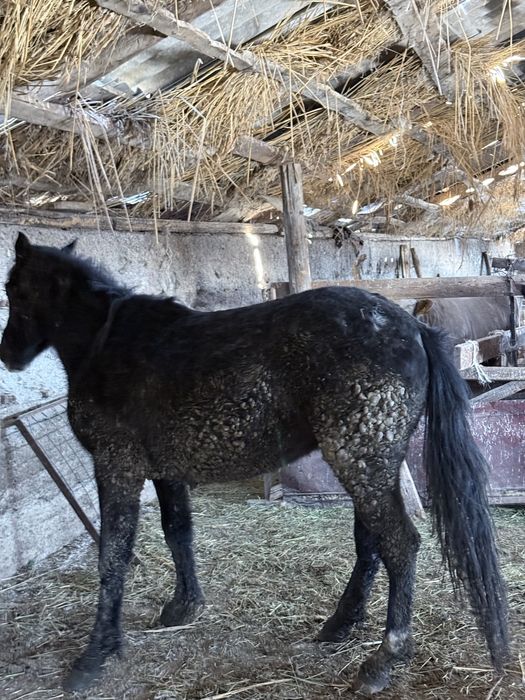 Жылқы 1,5 жас байланған