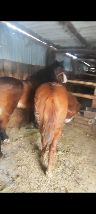 Екі байтал сатылымда