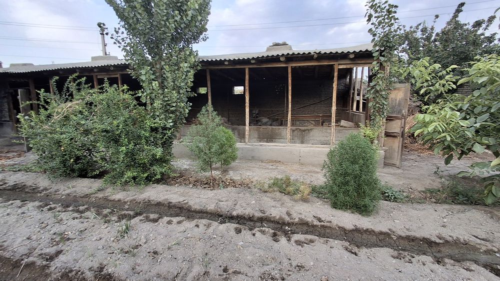 Uchastka sotiladi 12 sotix