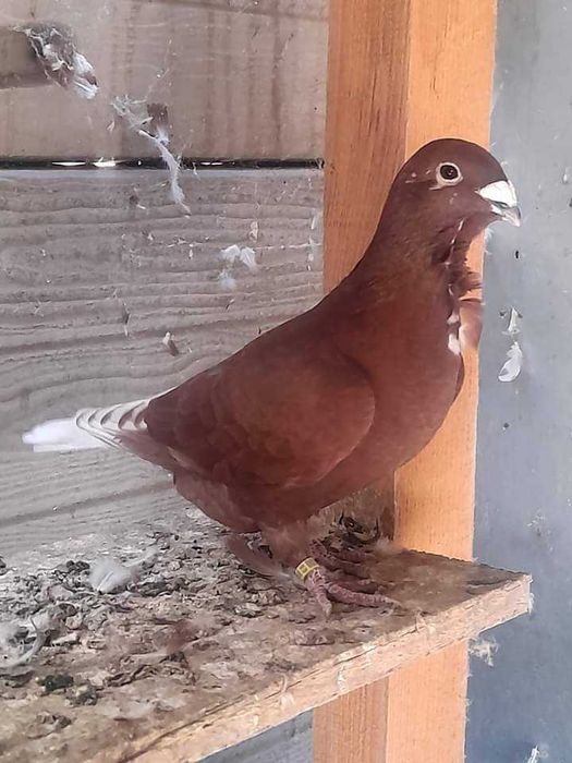 Porumbeii roșii cu floare pui de 2025