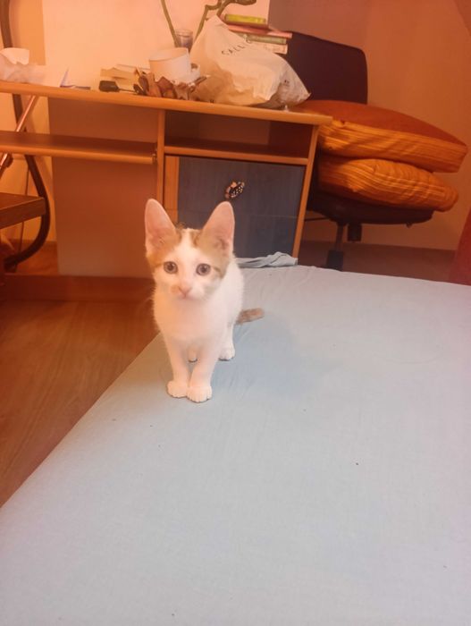 котета на 10 седмици
