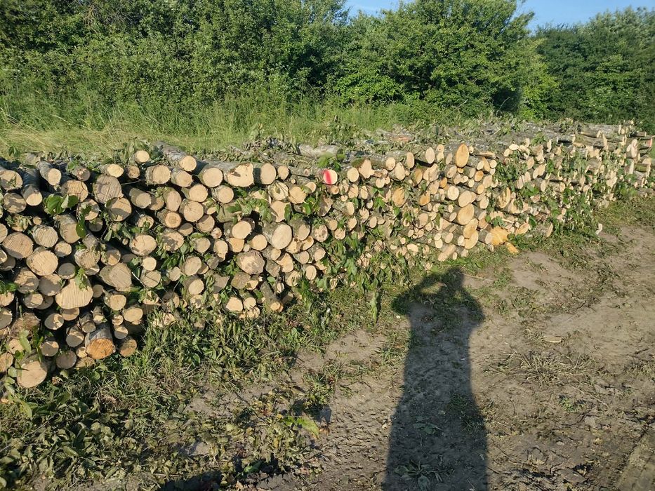 Lemne de foc carpen