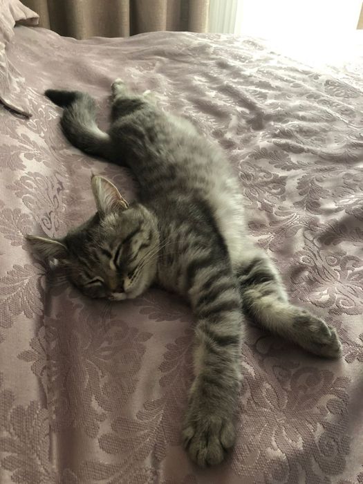 Отдам кота в добрые руки