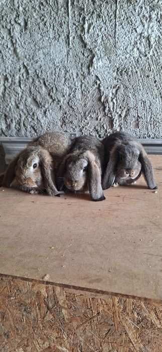 Vând iepuri berbec german