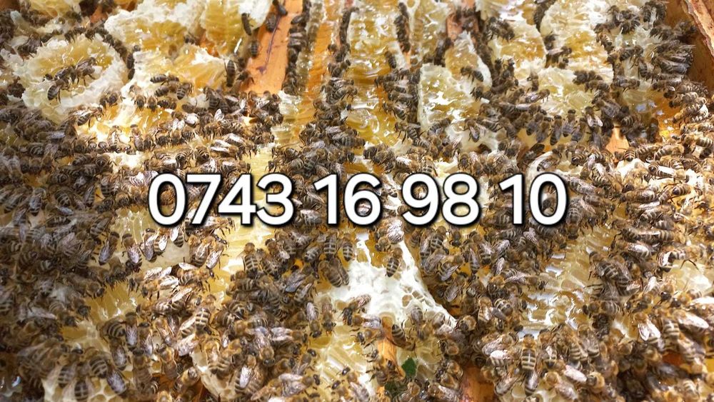 Vand miere 10+1 gratis