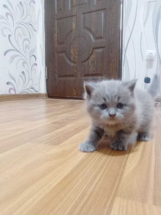 Продаются чистокровные шотландские котята девочки скоттиш страйт
