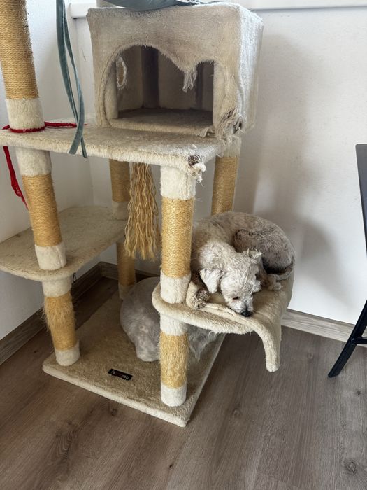 Cazare animale companie