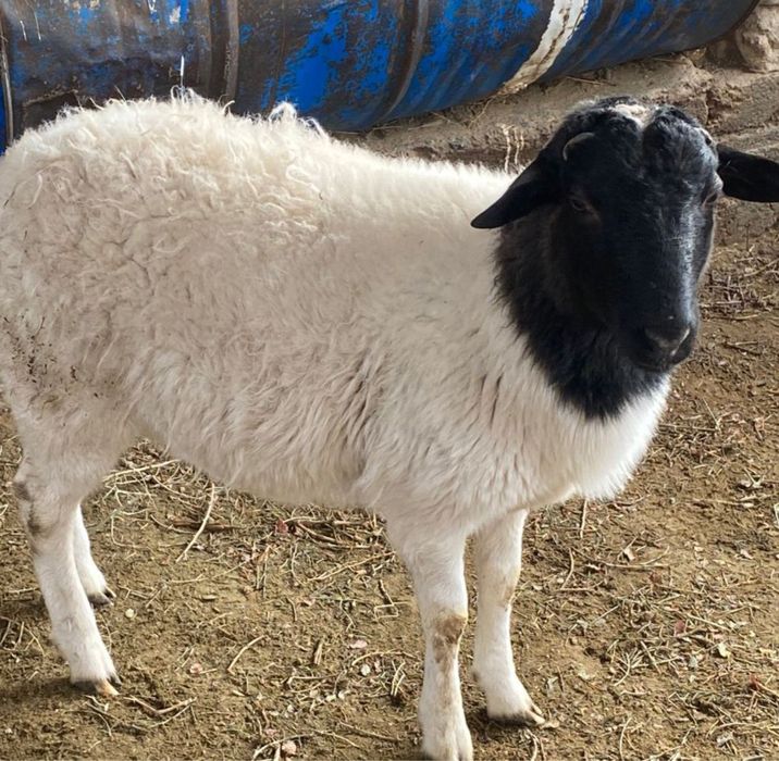 Дорпер породасының еркек тоқтылары сатылады