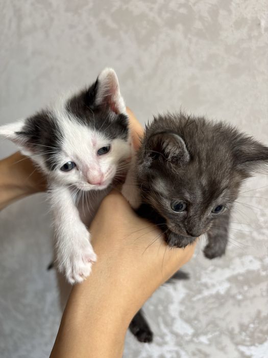 Отдам котят в добрые руки