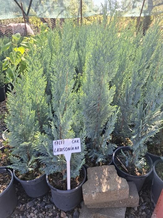 Producator vand Chiparos Lawsoniana