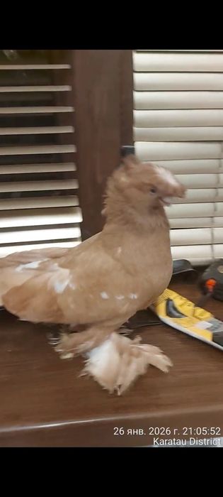 Голуби двухчубый