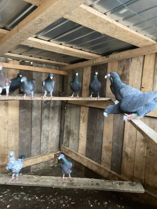 Porumbei germani 40 lei bucata