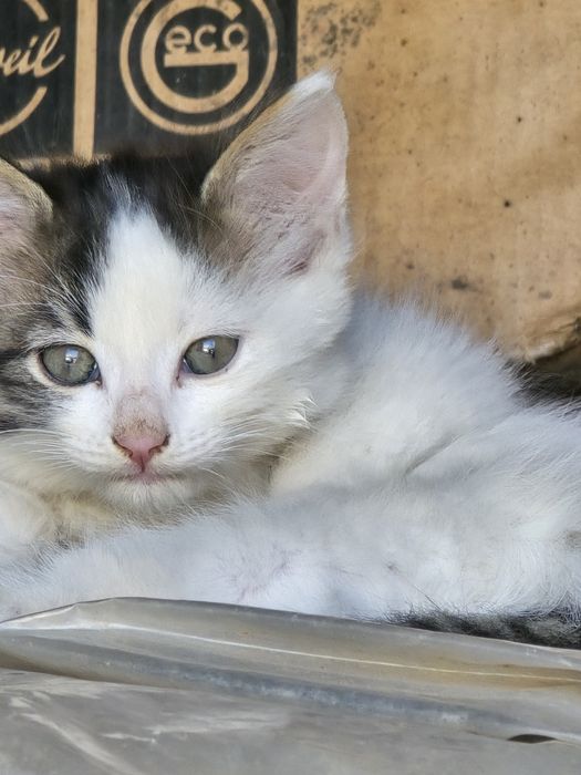 Подарявам Малки котенца