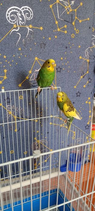 Продам волнистых попугаев